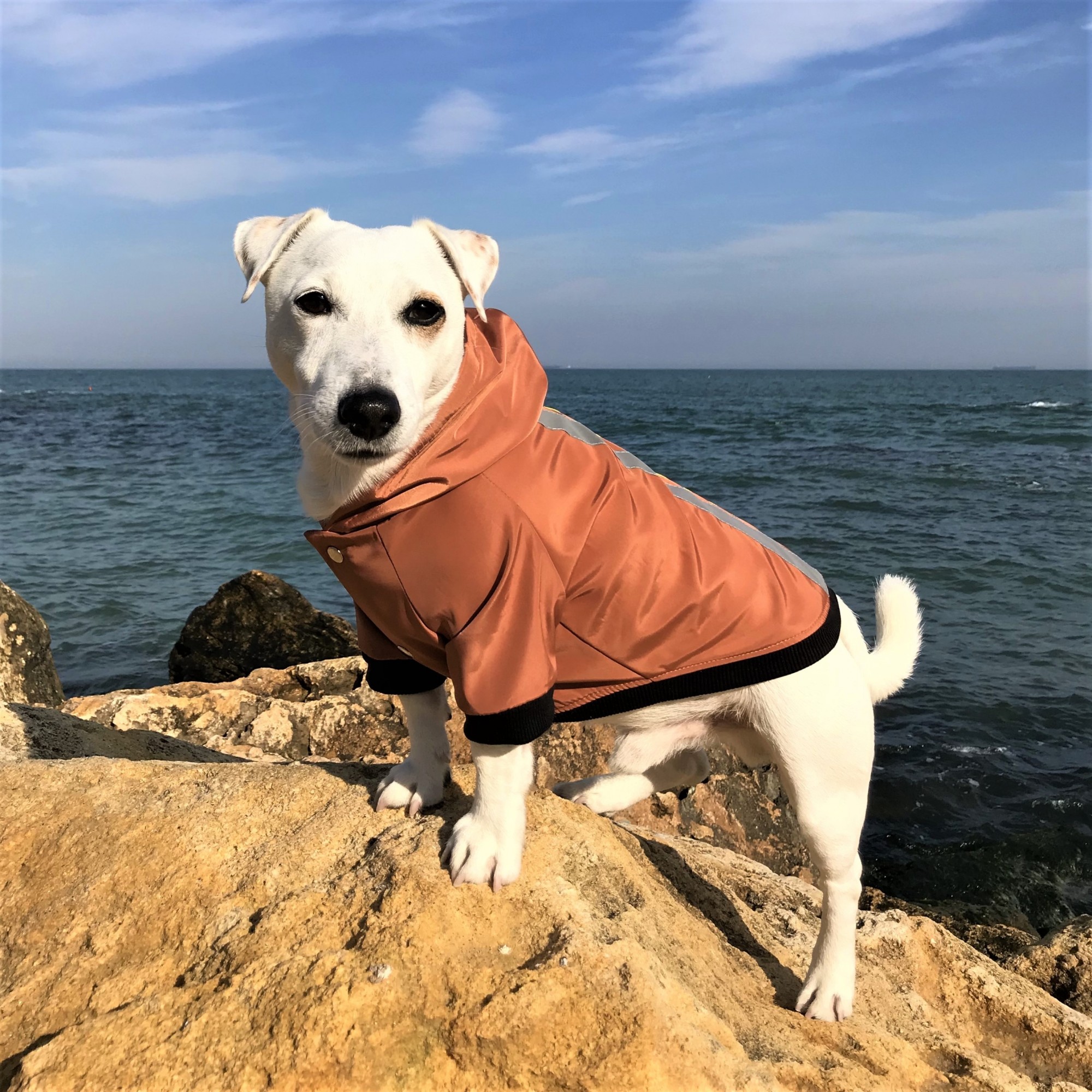 

Куртка-ветровка для собак DogClub Rost L Brown