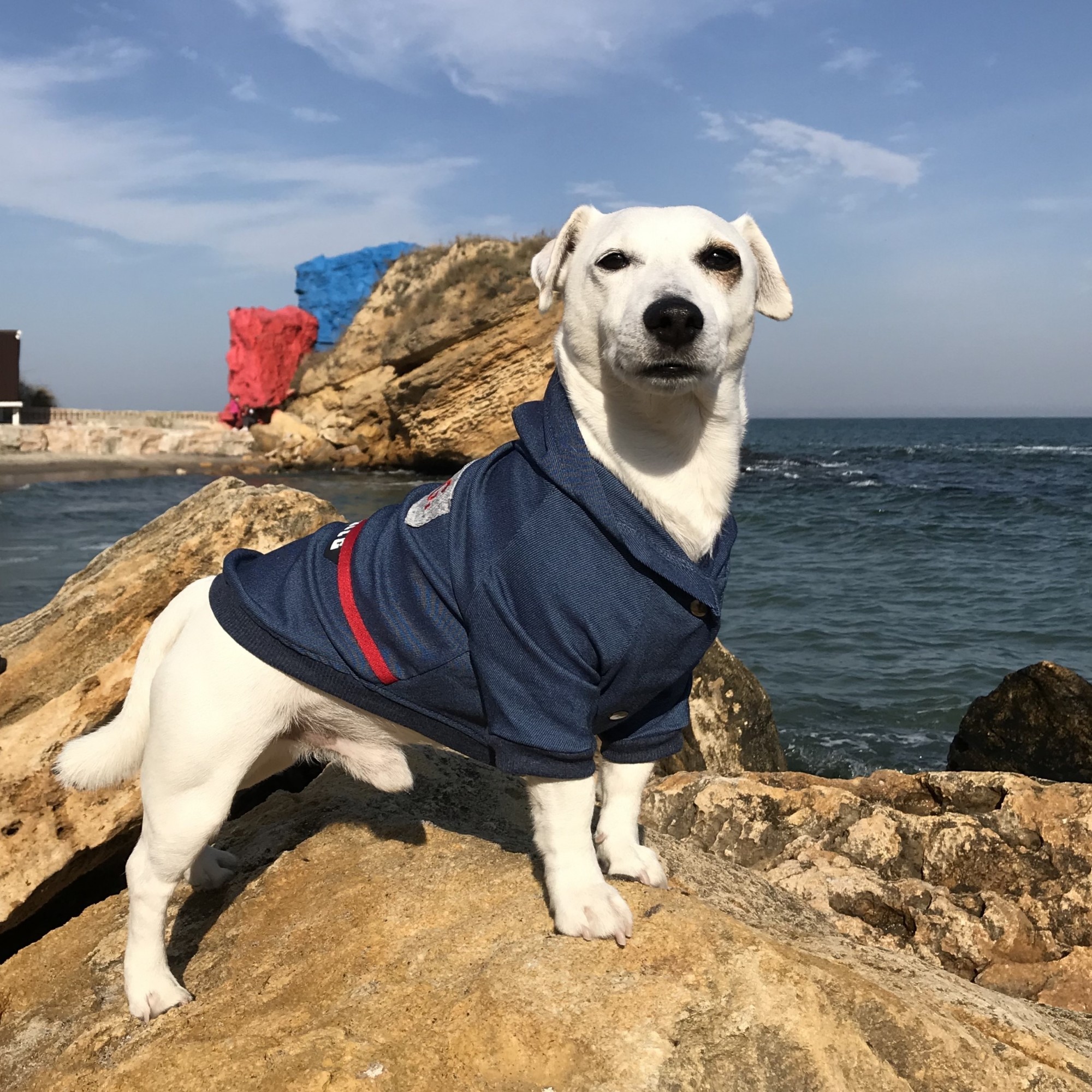 

Кофта джинсовая для собак DogClub Rocky L Blue