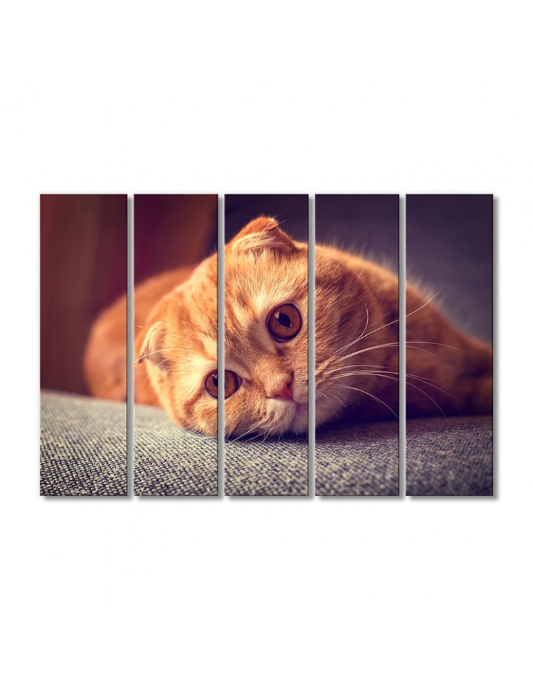 

Модульная картина Artel «Рыжий котик скоттиш-фолд» 5 модулей 120x180 см