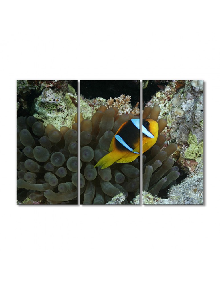 

Модульная картина Artel «Рыба-клоун в кораллах» 3 модуля 120x180 см