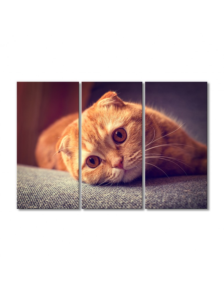

Модульная картина Artel «Рыжий котик скоттиш-фолд» 3 модуля 120x180 см