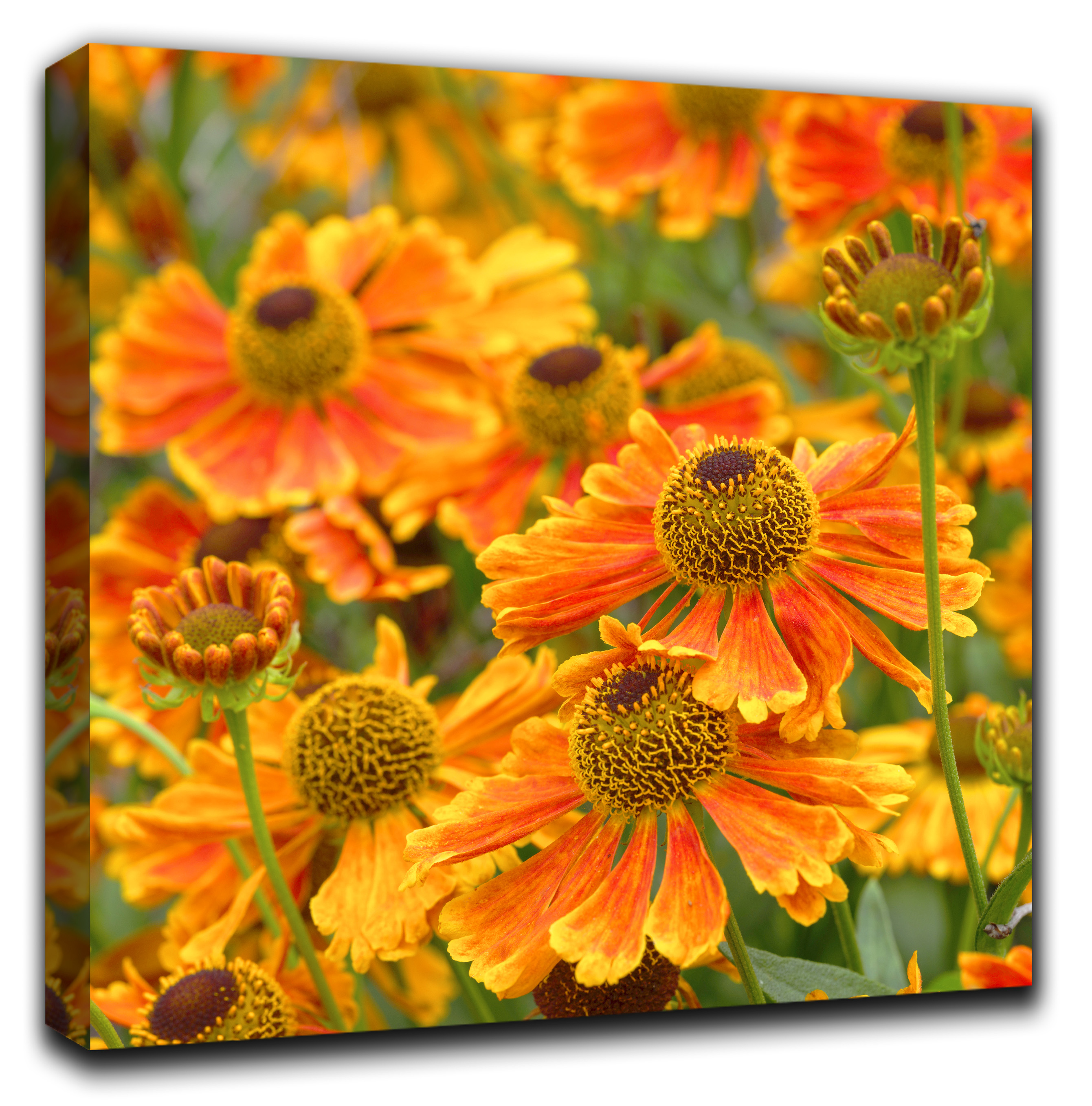 

Картина на массивном подрамнике RozenfeldArt Helenium-137-C01 80*80 см