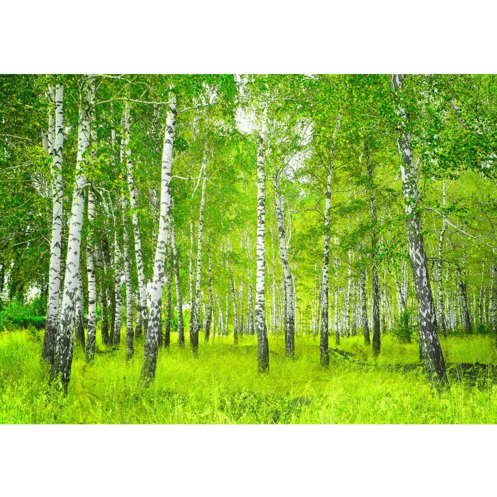 

Фотообои флизелиновые 3D природа 300x210 см Березовый лес (0112-300-210)