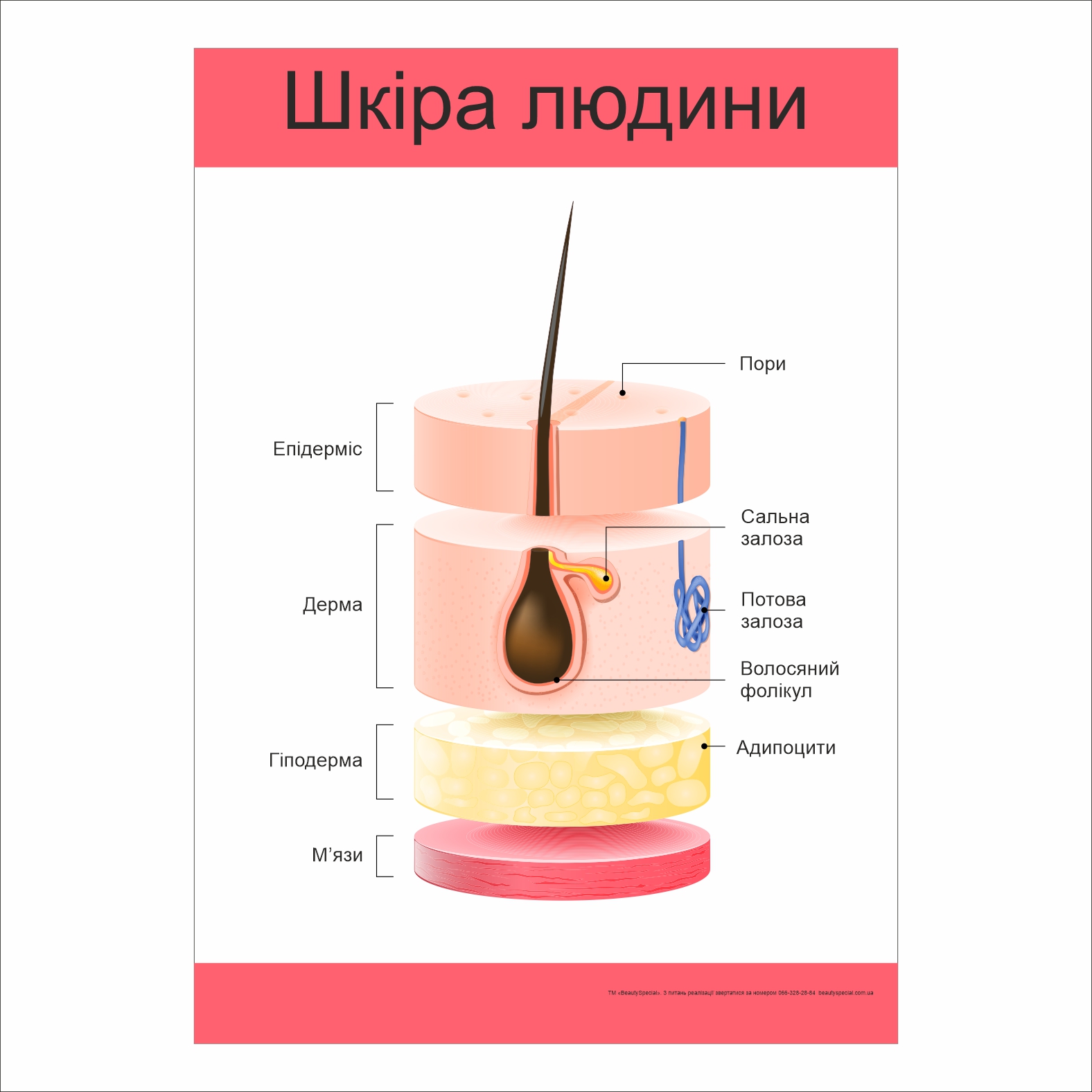 

Плакат Beauty Special “Шкіра людини” А0 (9429)