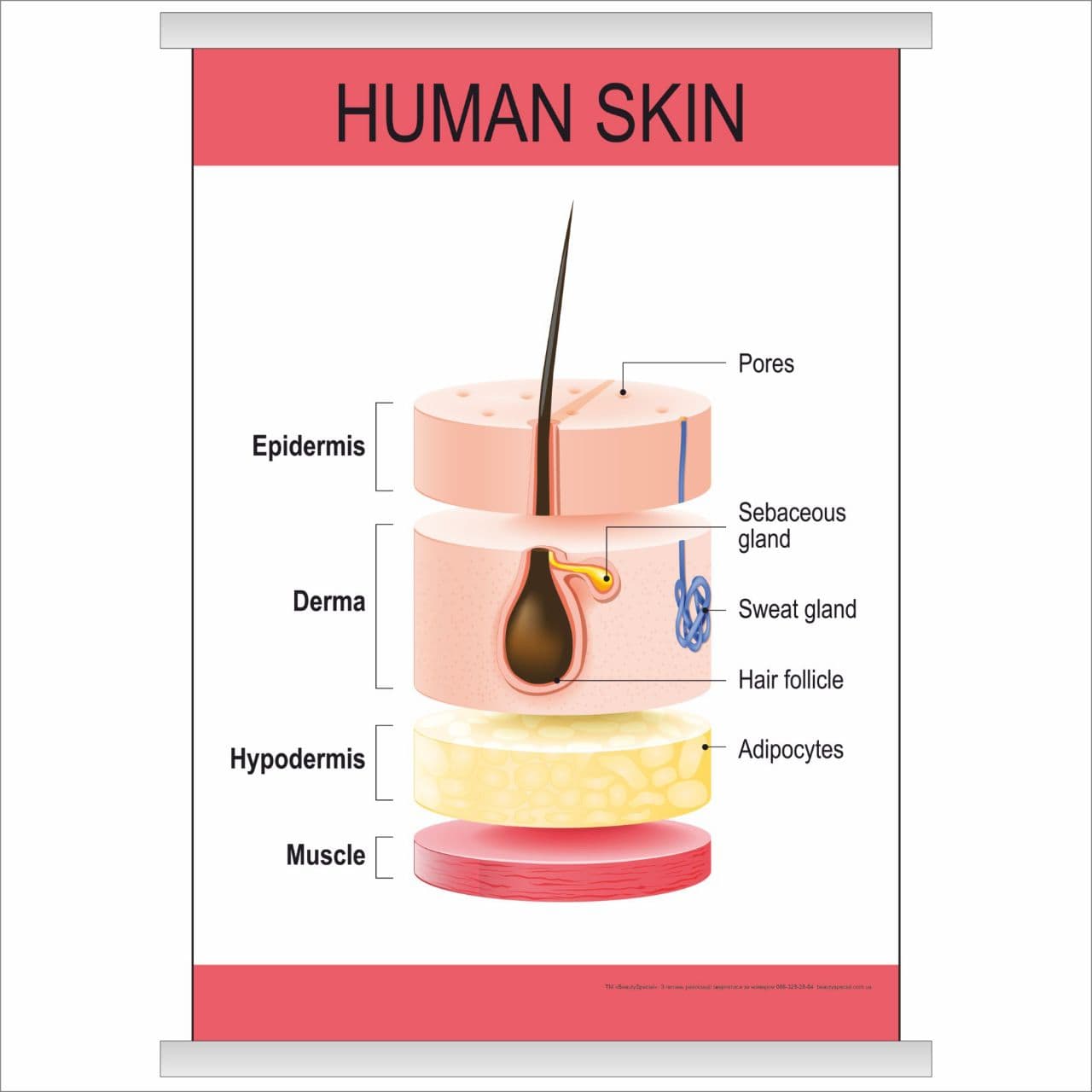 

Плакат Beauty Special “Human skin” с планкой А0 (9477)