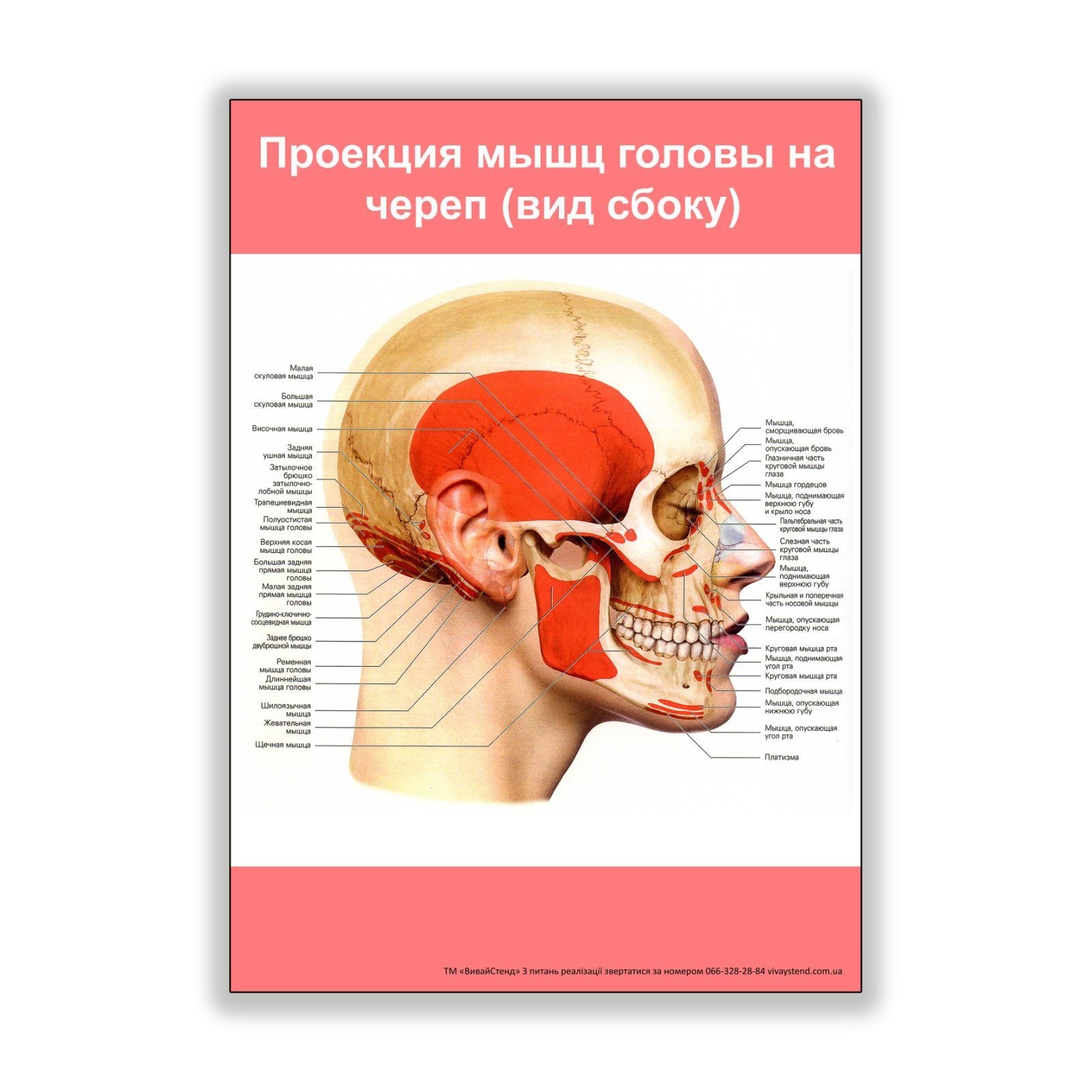 

Плакат Beauty Special Проекция мышц головы на череп (вид сбоку) А2 (8239)