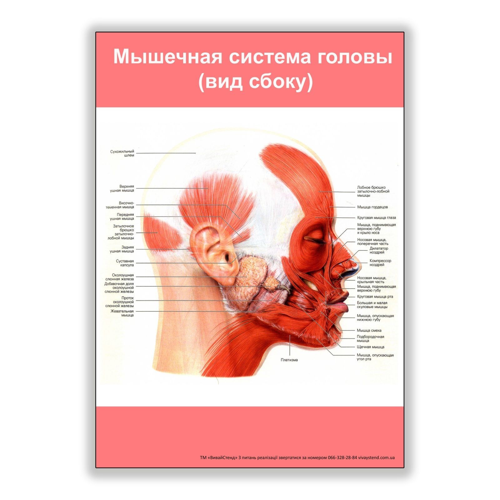 

Плакат Beauty Special Мышечная система головы (вид сбоку) А3 (8232)