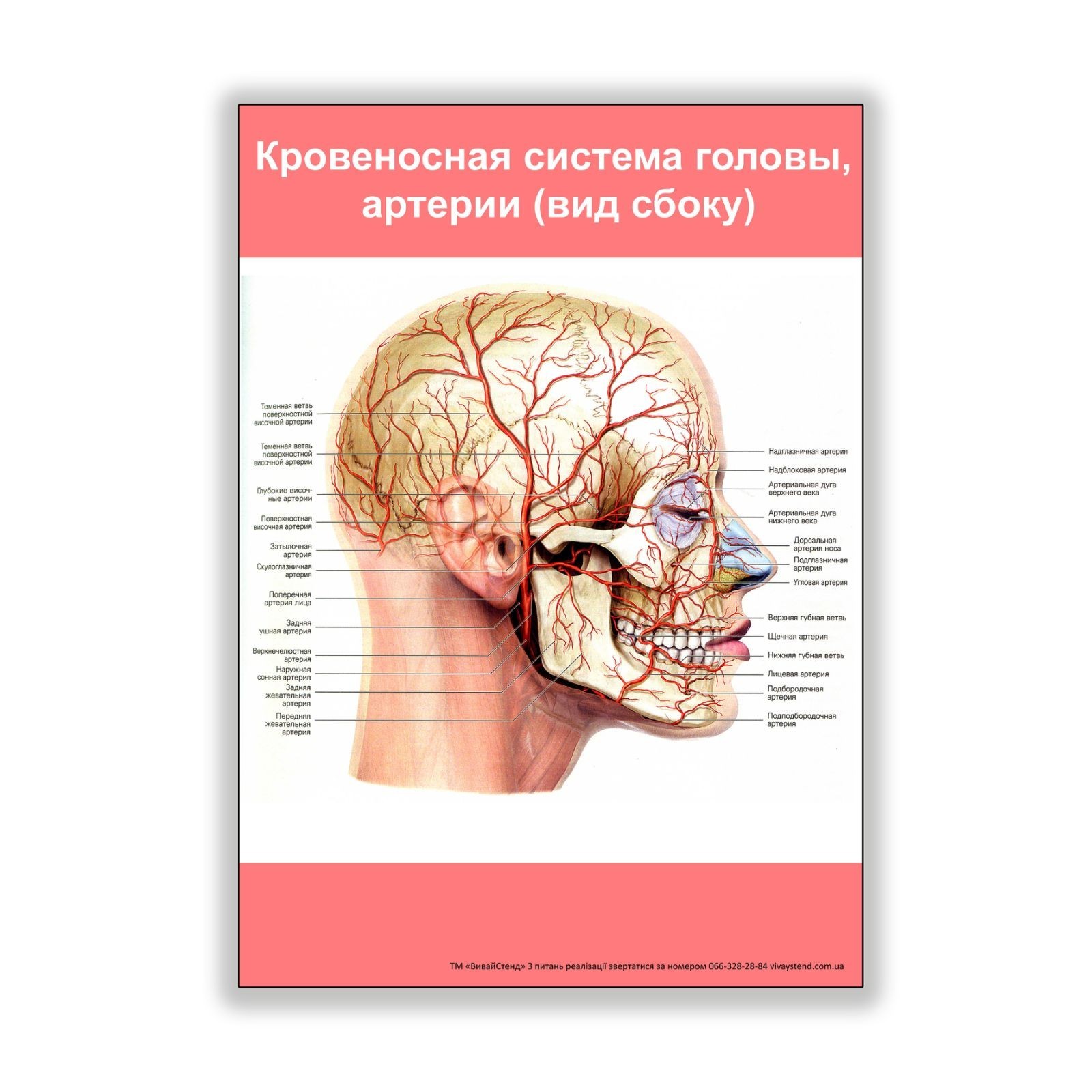 

Плакат Beauty Special Кровеносная система головы, артерии (вид сбоку) А0 (8245)