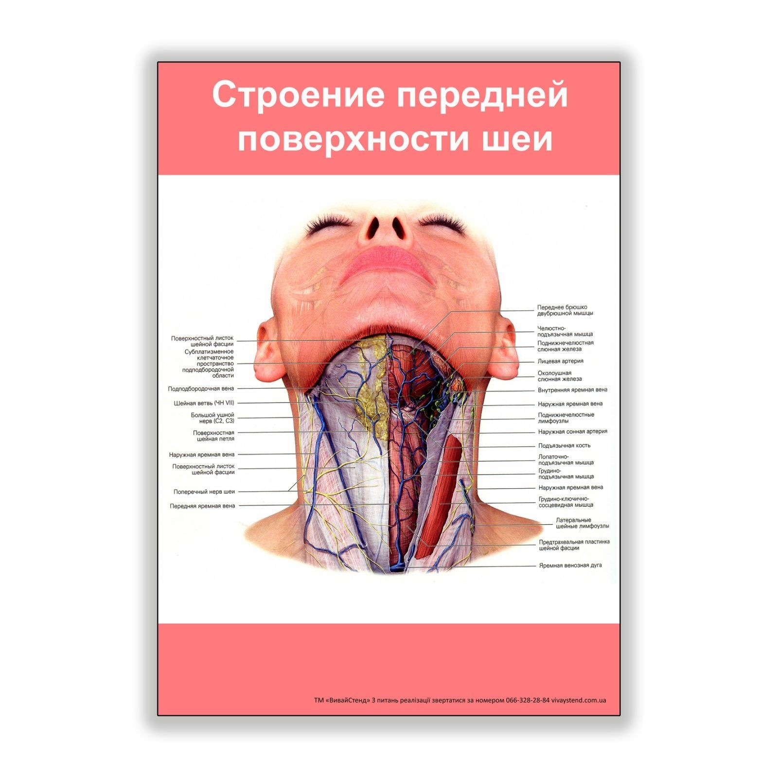

Плакат Beauty Special Строение передней поверхности шеи А0 (8141)