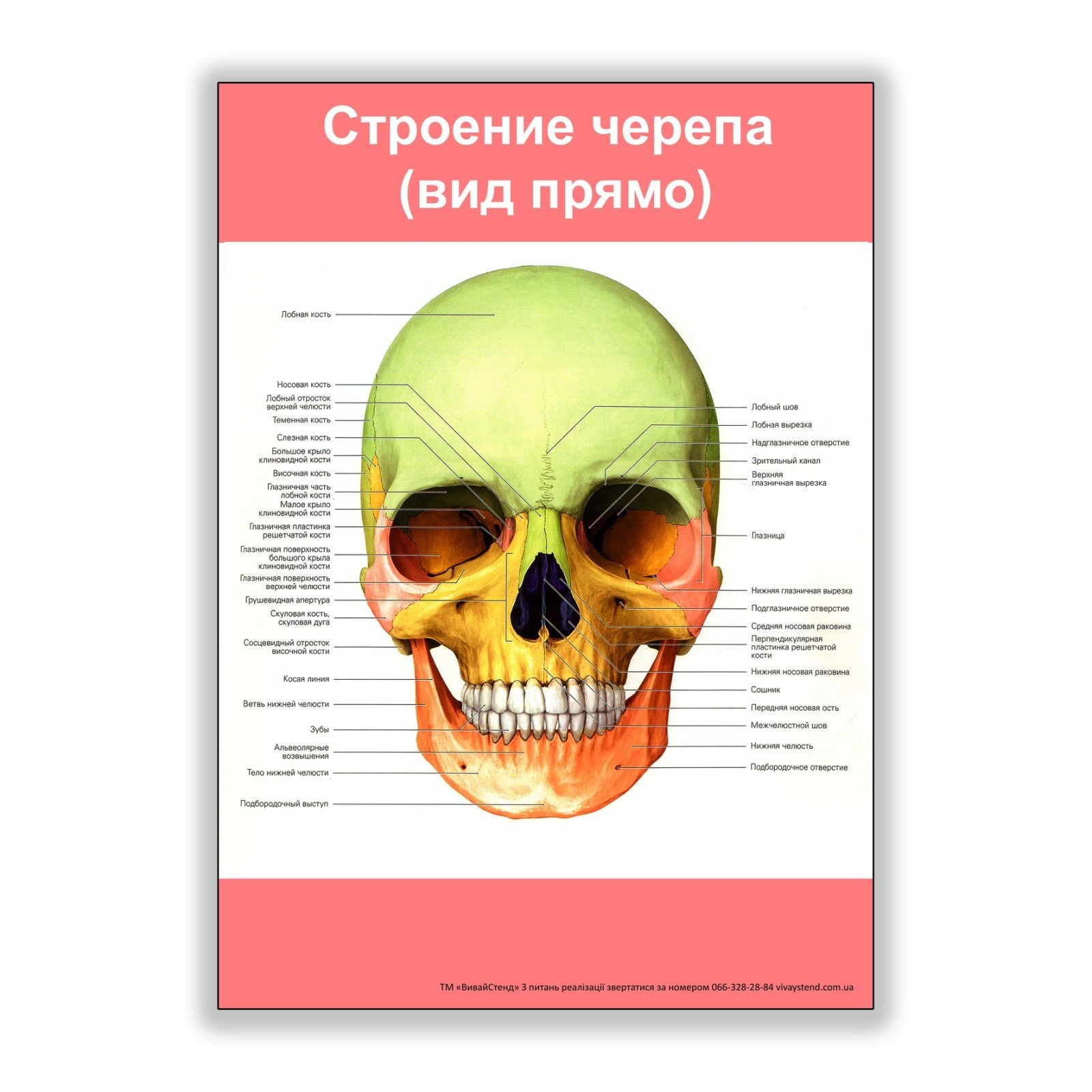 

Плакат Beauty Special Строение черепа (вид прямо) А3 (8160)
