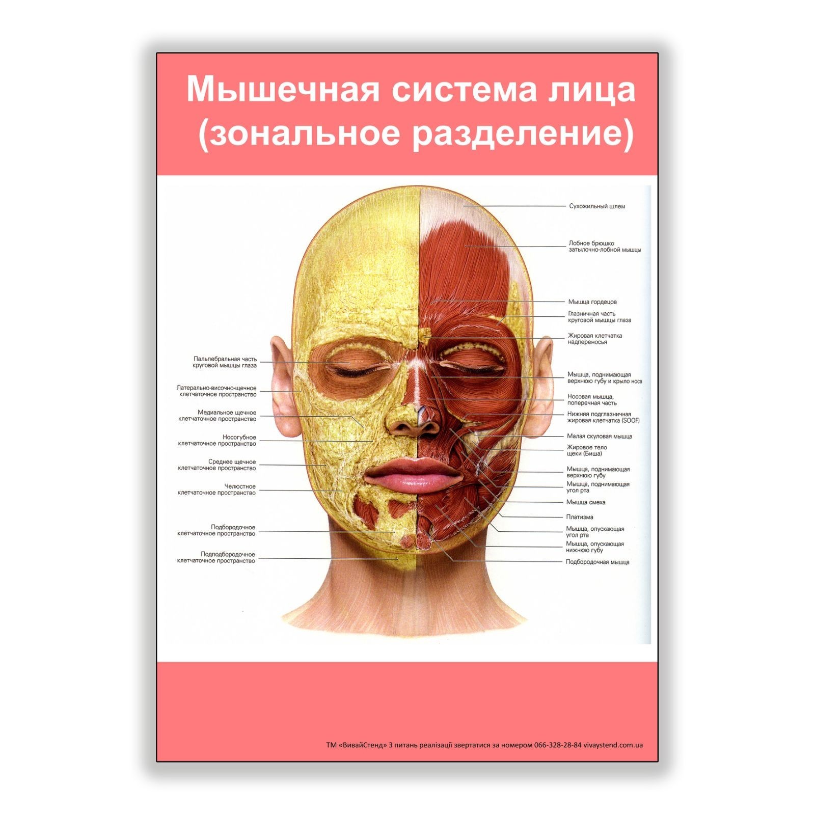 

Плакат Beauty Special Мышечная система лица (зональное разделение) А2 (8215)