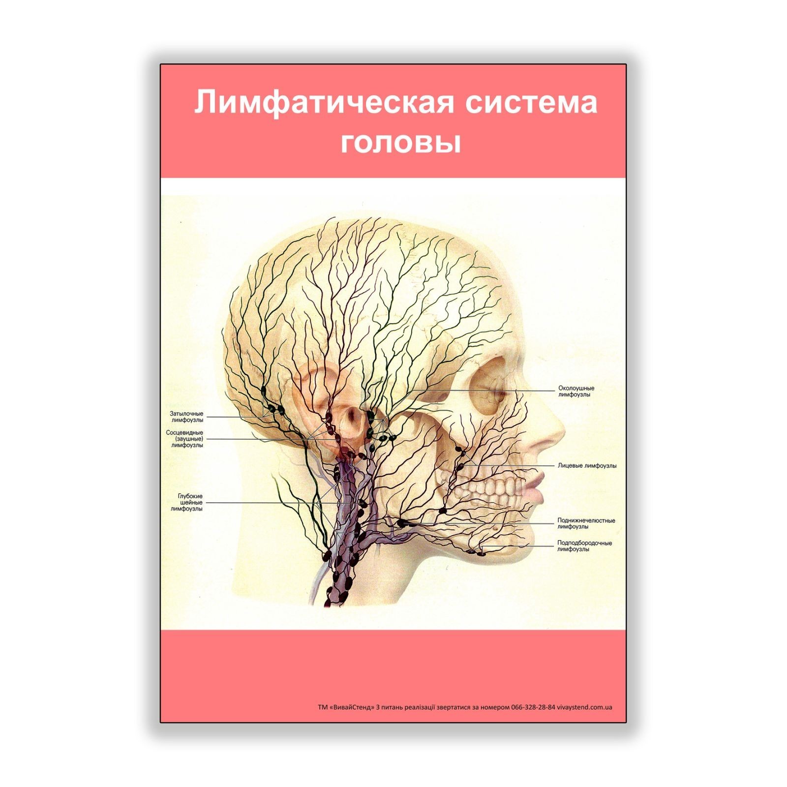 

Плакат Beauty Special Лимфатическая система головы А0 (8185)