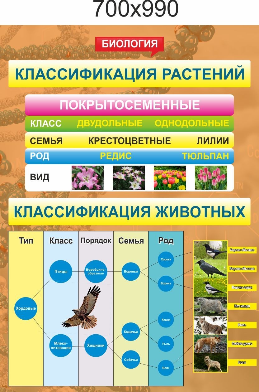 

Стенд Vivay Классификация растений 70x99 см (7525)