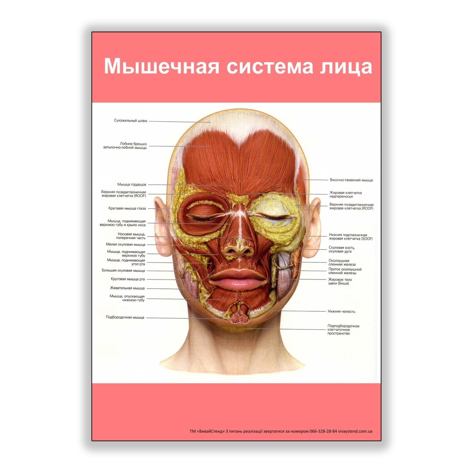 

Плакат Beauty Special Мышечная система лица А0 (8205)