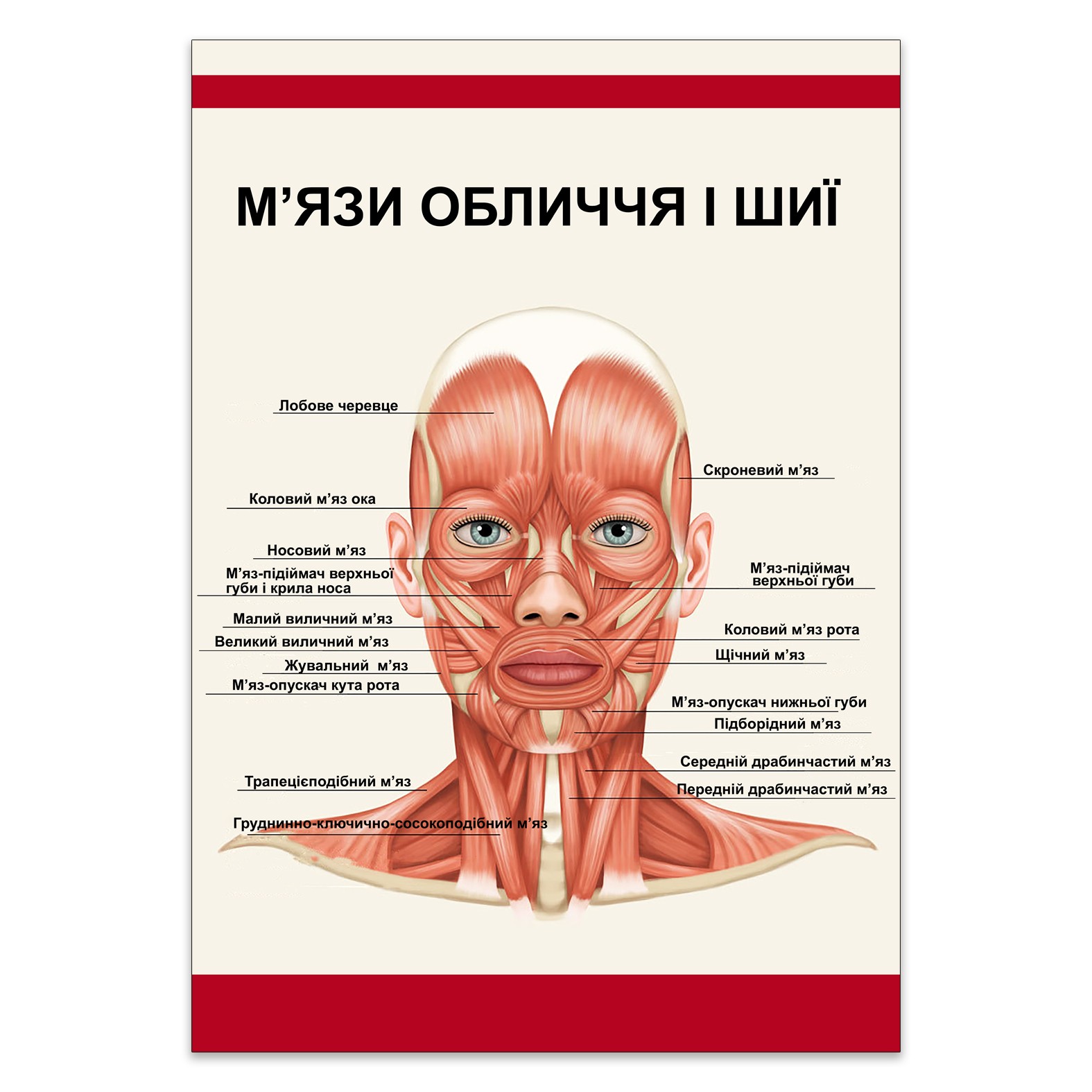 

Плакат Beauty Special “М’язи обличчя і шиї” А0 (a8224c-26524-3)