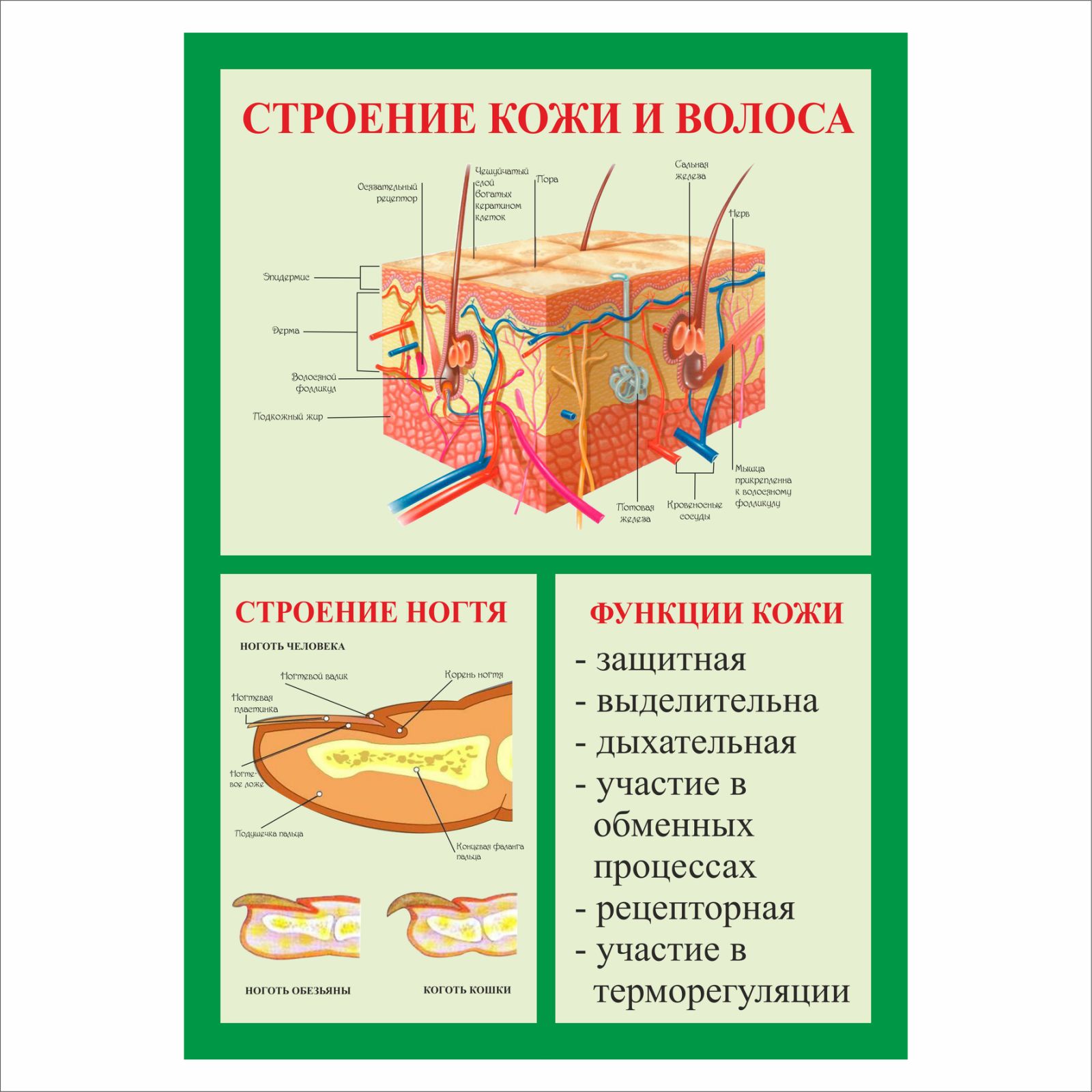 

Плакат Beauty Special “Строение кожи и волоса” А0