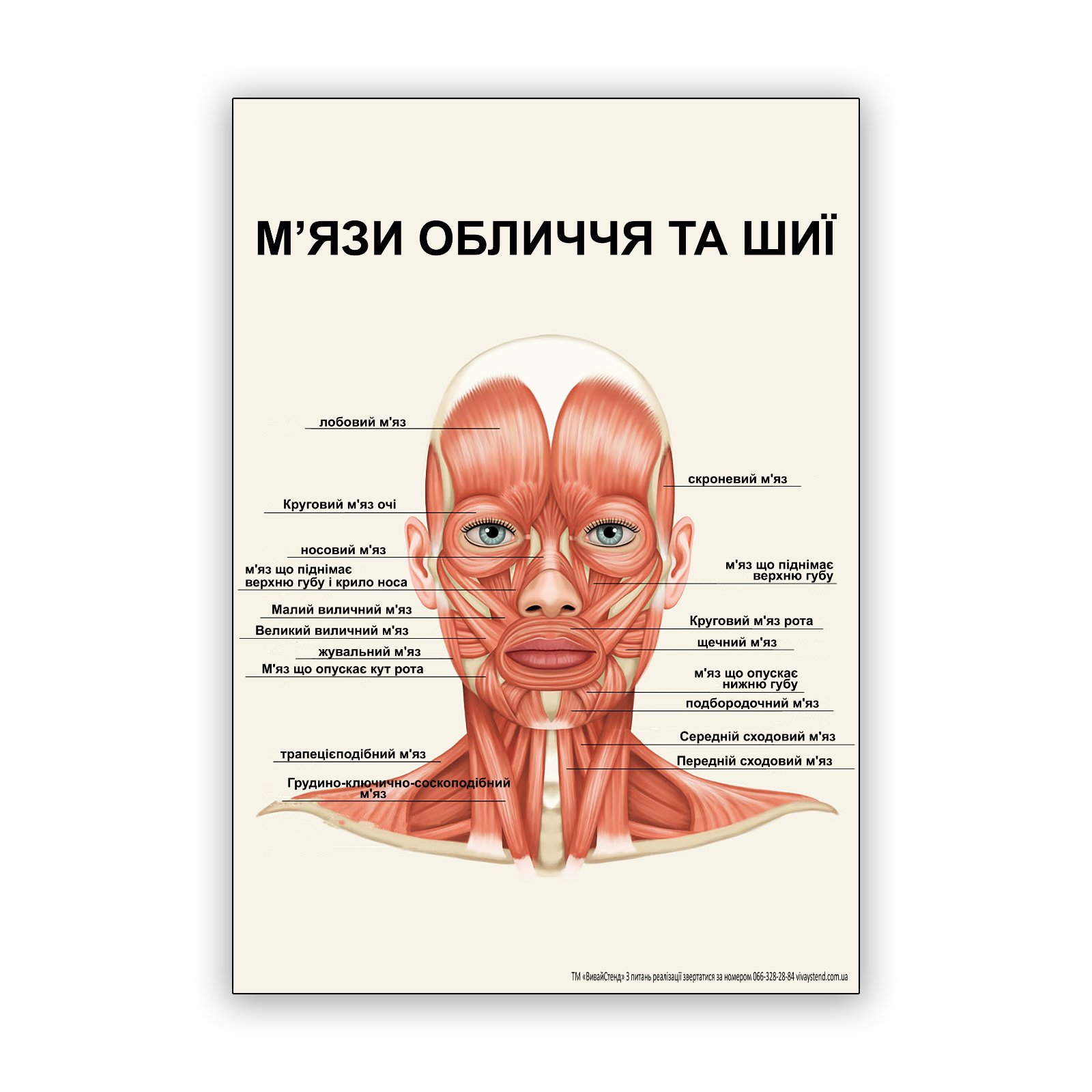 

Плакат Beauty Special “М’язи обличчя та шиї” А0