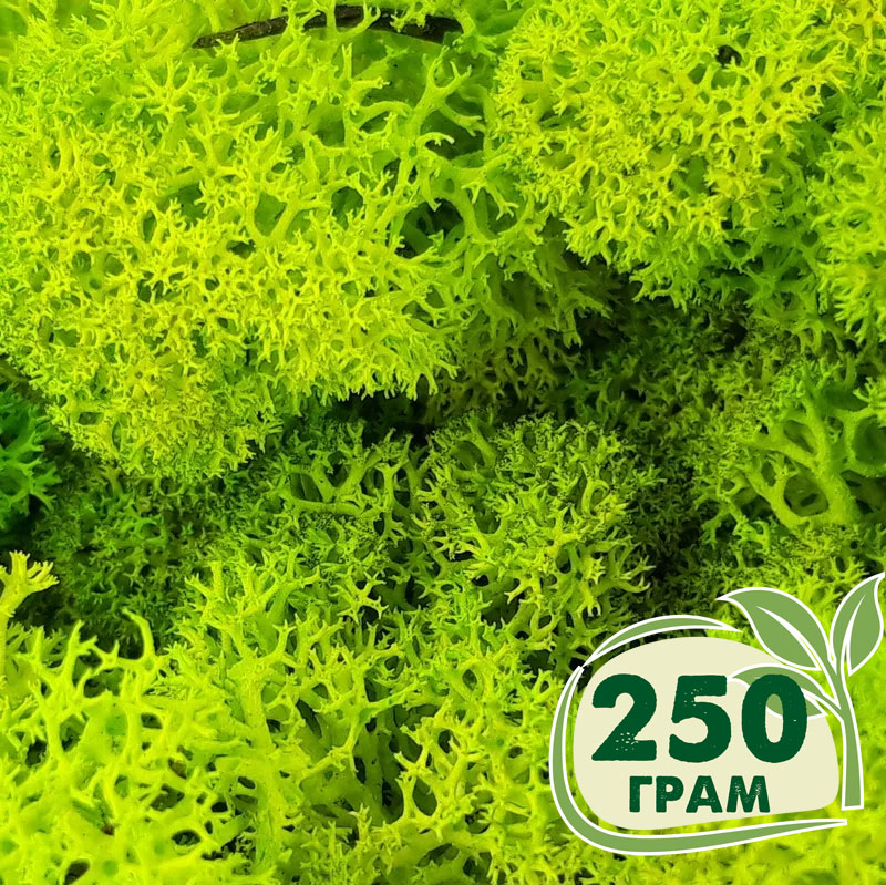 

Стабилизированный мох ягель Nordic moss Зеленый весенний 250 грамм