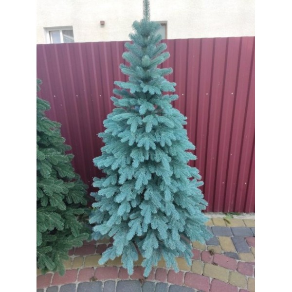 

Лита ялинка Буковельська 1,80м. густа пишна N голуба