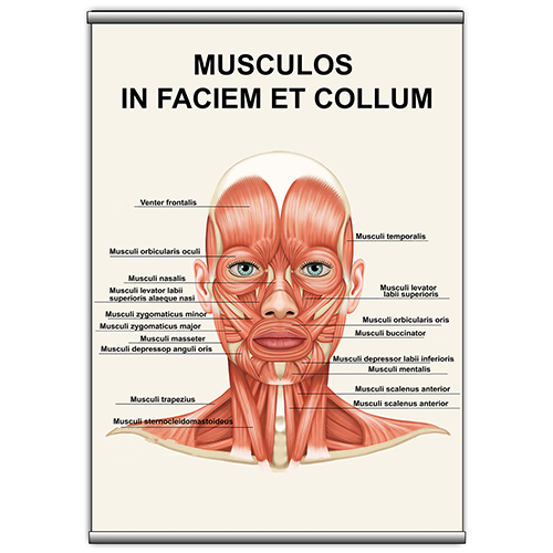 

Плакат Beauty Special "Musculos in faciem et collum" с планкой А0 (8955)