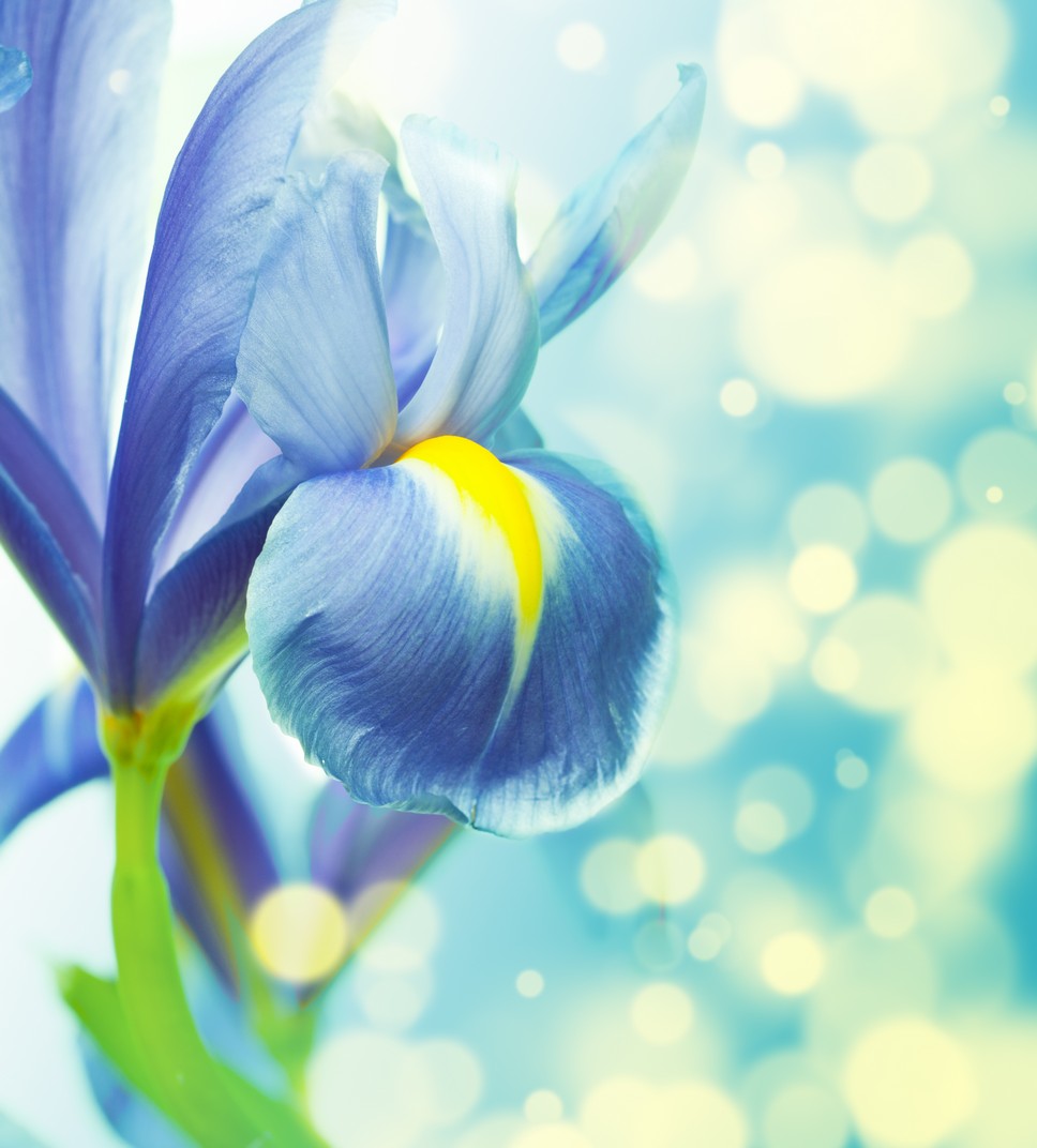 

BeHappy Фотообои: Голубой цветок flowers00081 Живопись
