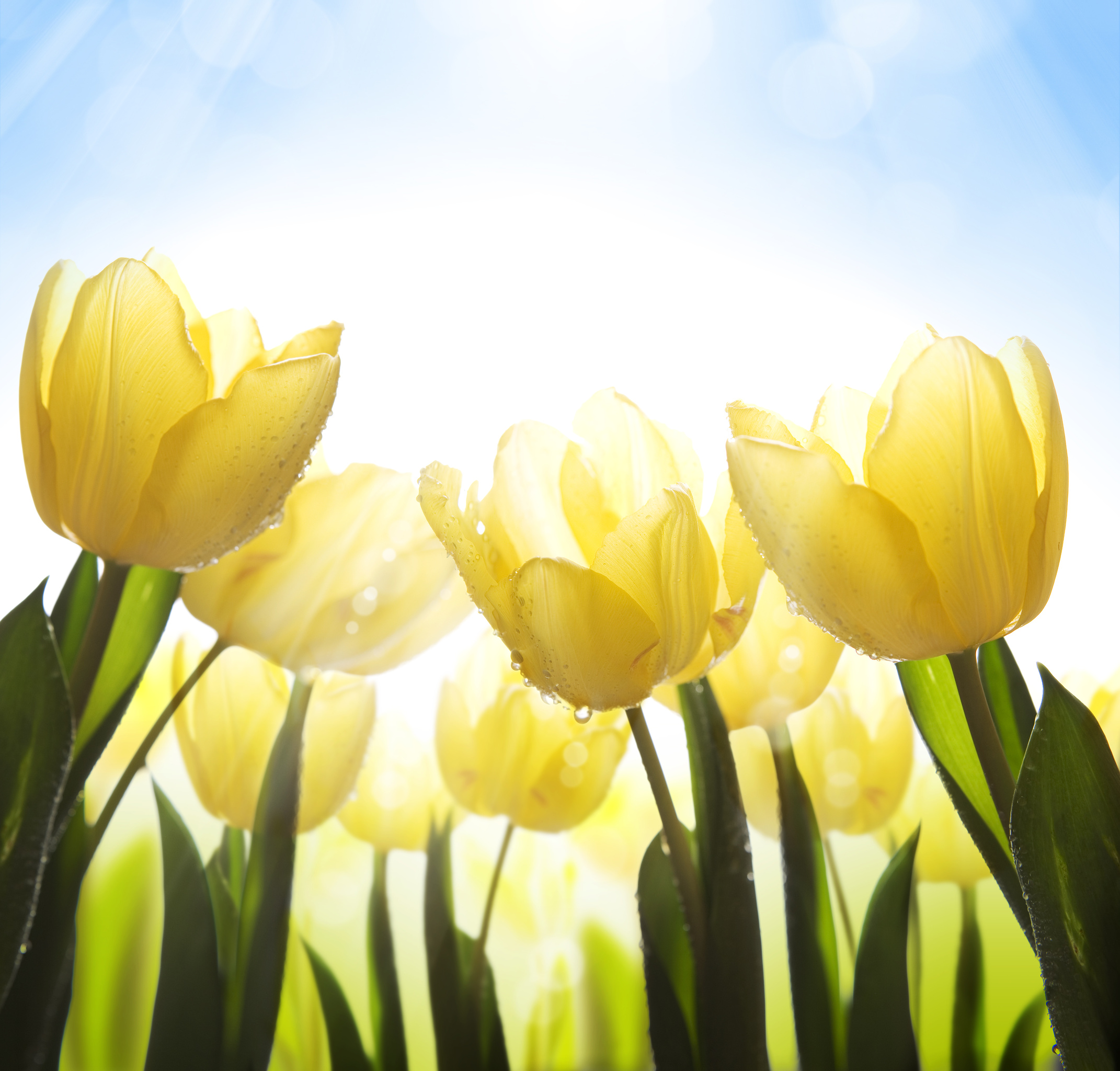 

BeHappy Фотообои: Жёлтые тюльпаны NAT-152 Живопись