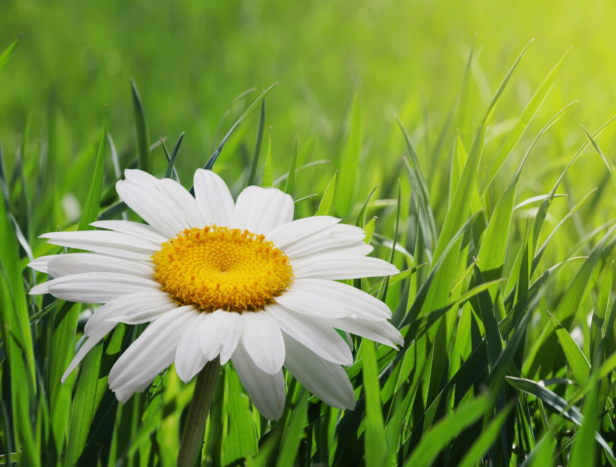 

BeHappy Фотообои: Полевая ромашка flowers00018 Джерси