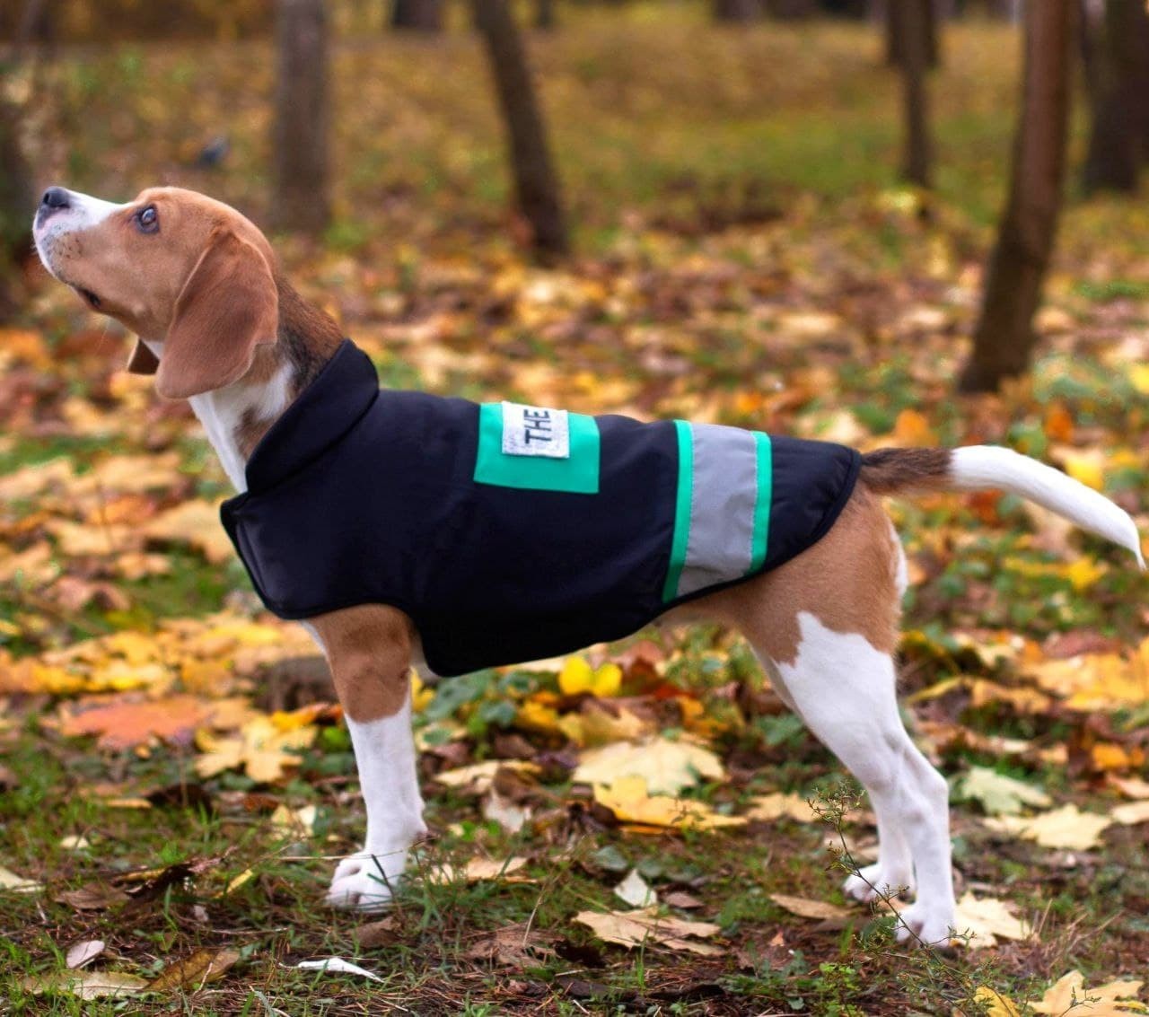 

Жилетка для собак DogClub Sven XL Black-Green