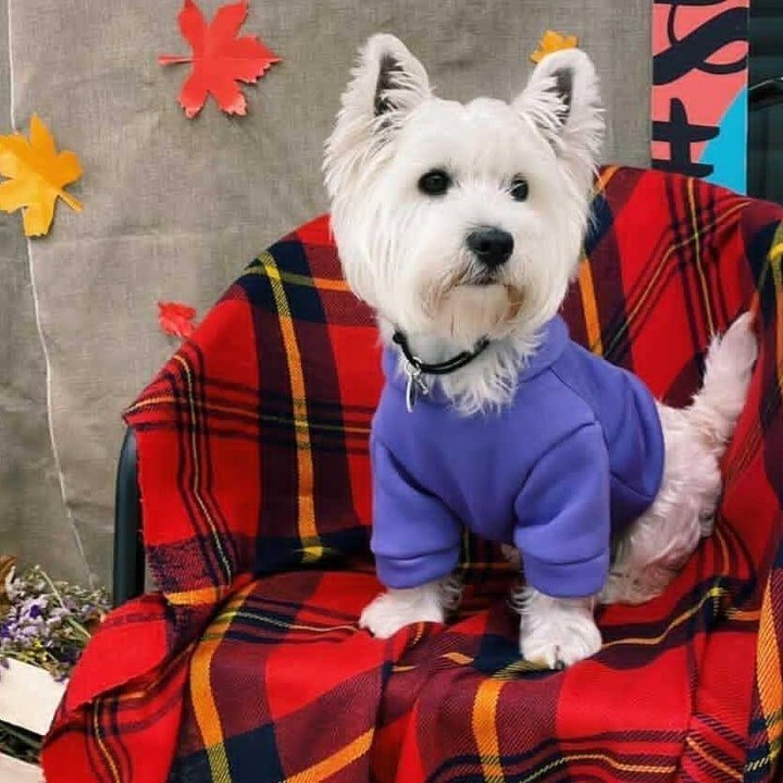 

Худі для собак DogMania толстовка утеплена L фіолетовий