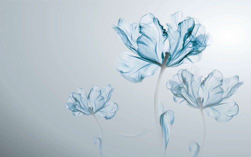 

Фотообои Арт-Обои Прозрачные бутоны №36660 Нить