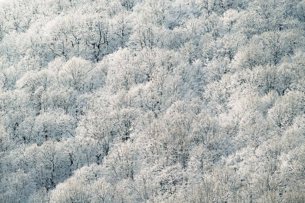 

Фотообои Арт-Обои Деревья в снегу №nus_10191 Мелкий песок