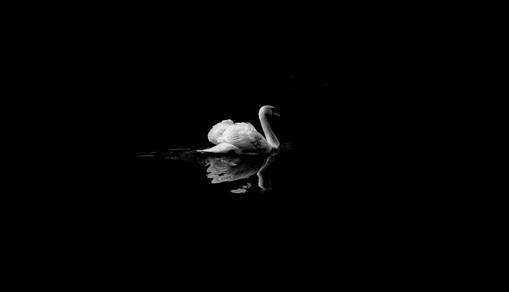 

Фотообои Арт-Обои Одинокий лебедь №nus_10074 Нить