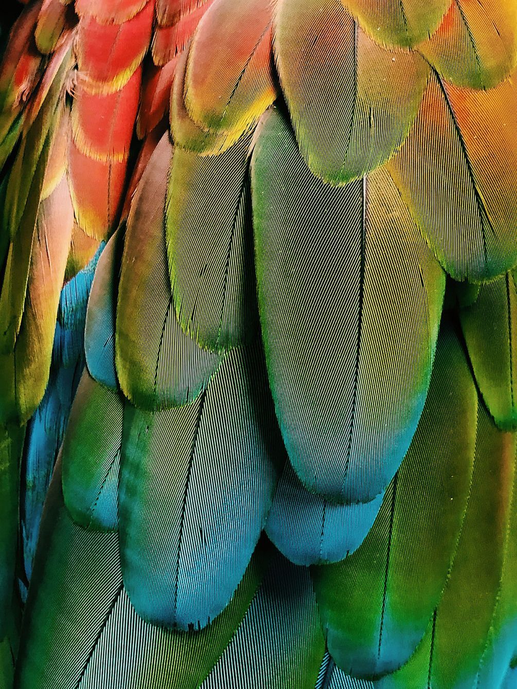 

Фотообои Арт-Обои Переливы перьев №nus_10254 Аква