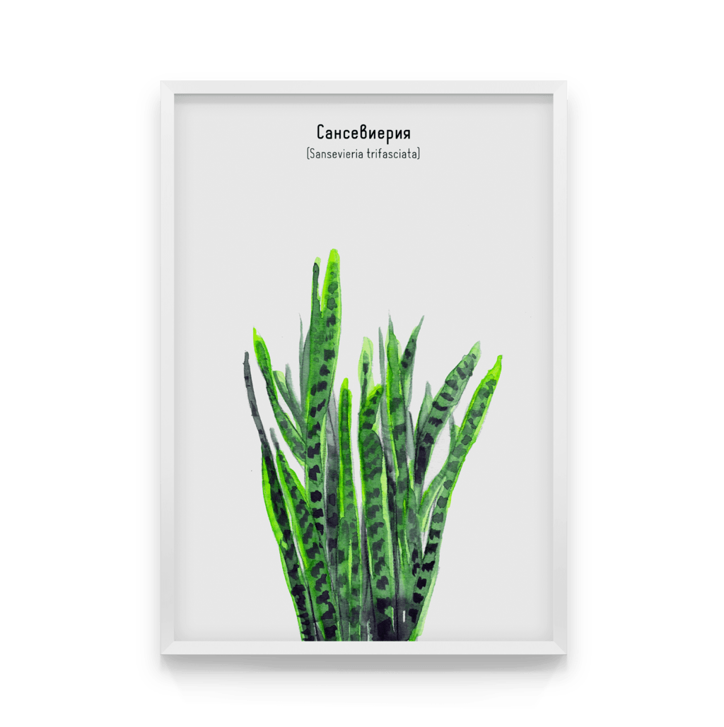 

Постер в рамке SANSEVIERIA 40x50 см