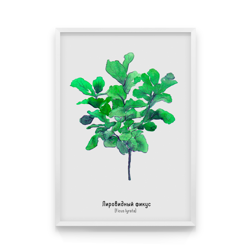 

Постер в рамке FICUS LYRATA 40x50 см