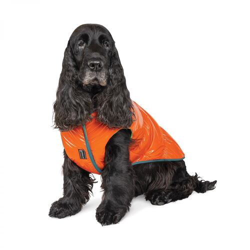 

Жилет для собак оранжевый Pet Fashion SPRING XL Pet Fashion BGL-PF-1140