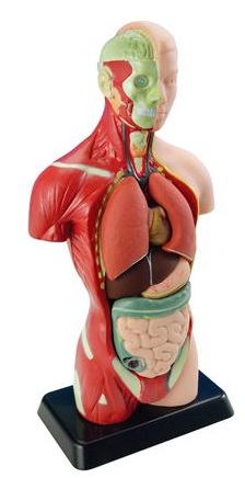 

Анатомическая модель человека Edu-Toys сборная 27 см (4893338050276)