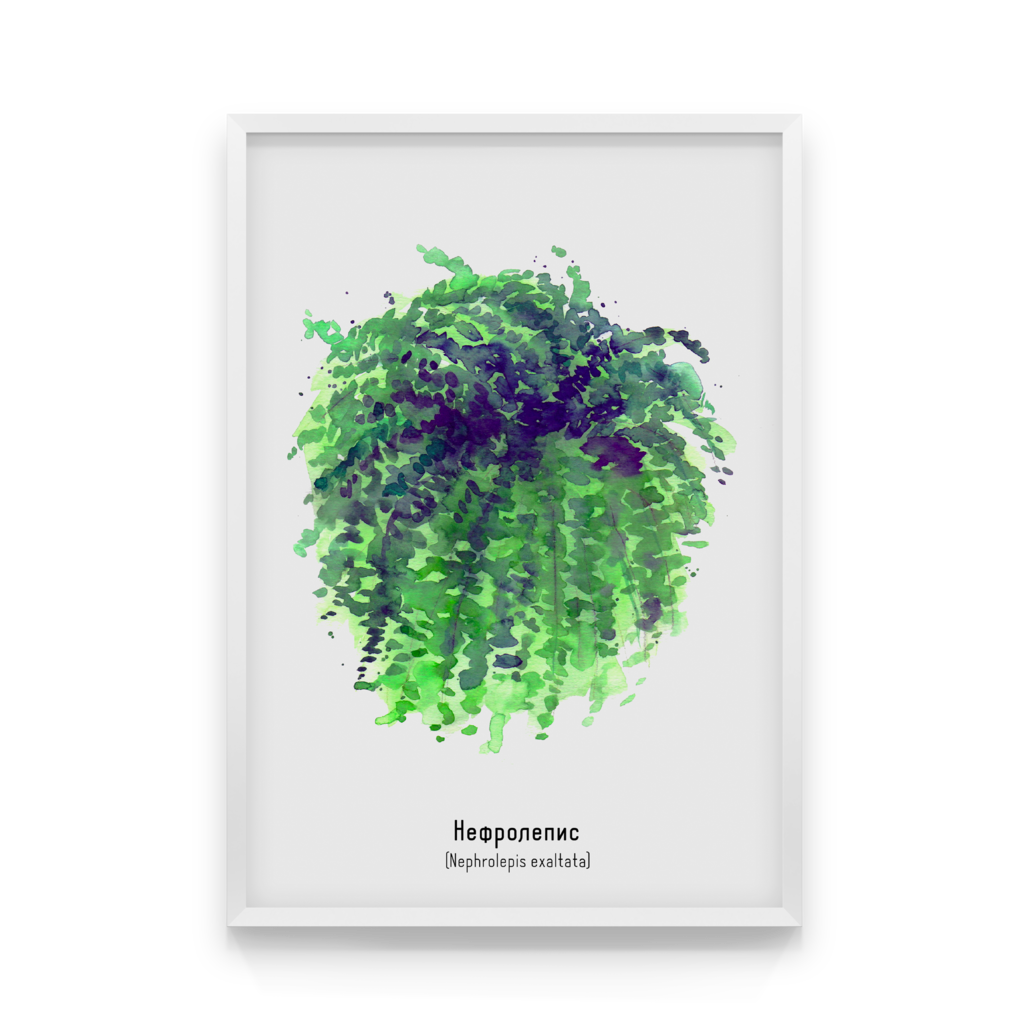 

Постер в рамке NEPHROLEPIS 40x50 см