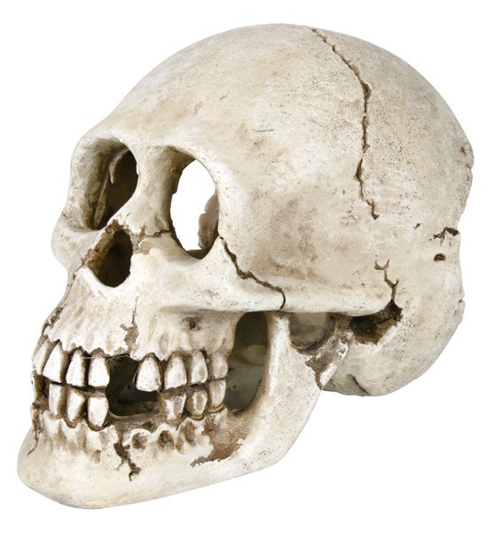 

Грот Trixie Череп 15 см 8713