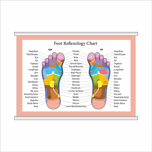 

Плакат Beauty Special “Foot reflexology chart” с планкой А0