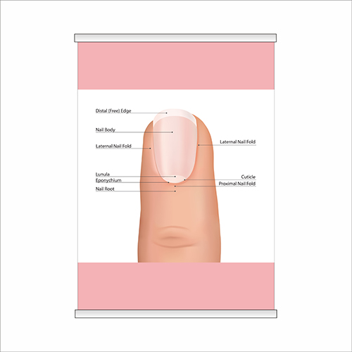 

Плакат Beauty Special “Structure of the nail” с планкой А0