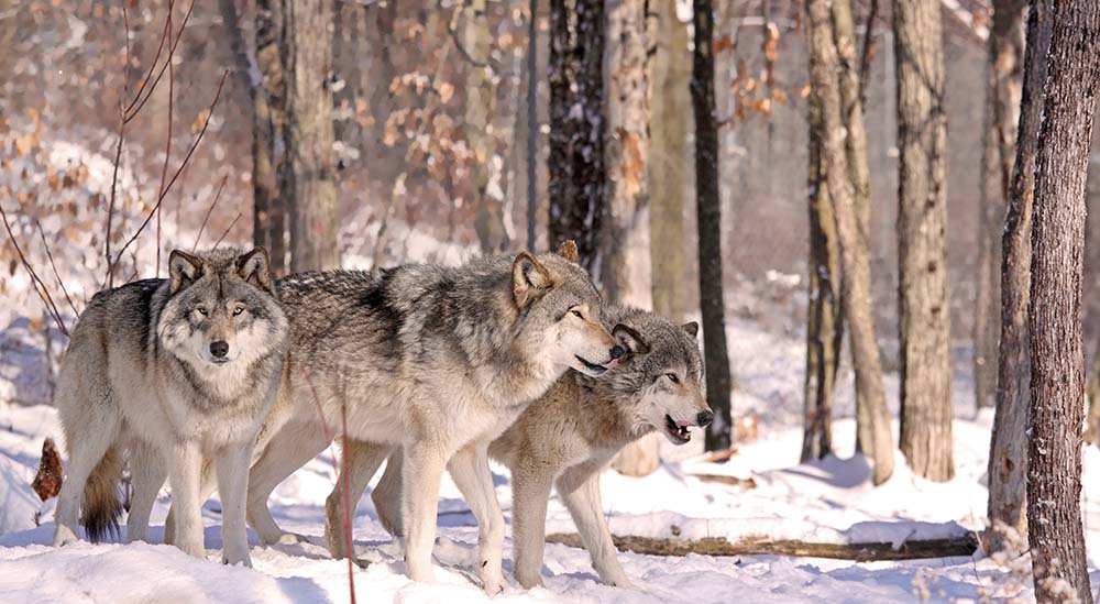 

Фотообои ArtSide Стая волков (14095) Вельвет