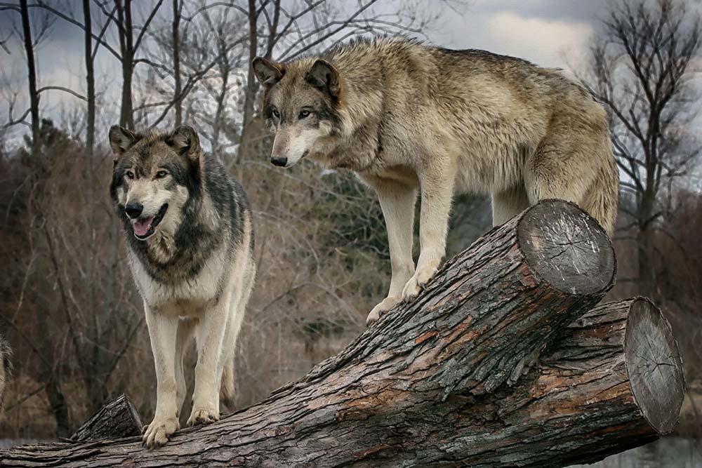 

Фотообои ArtSide Волки (175684778) Базальт