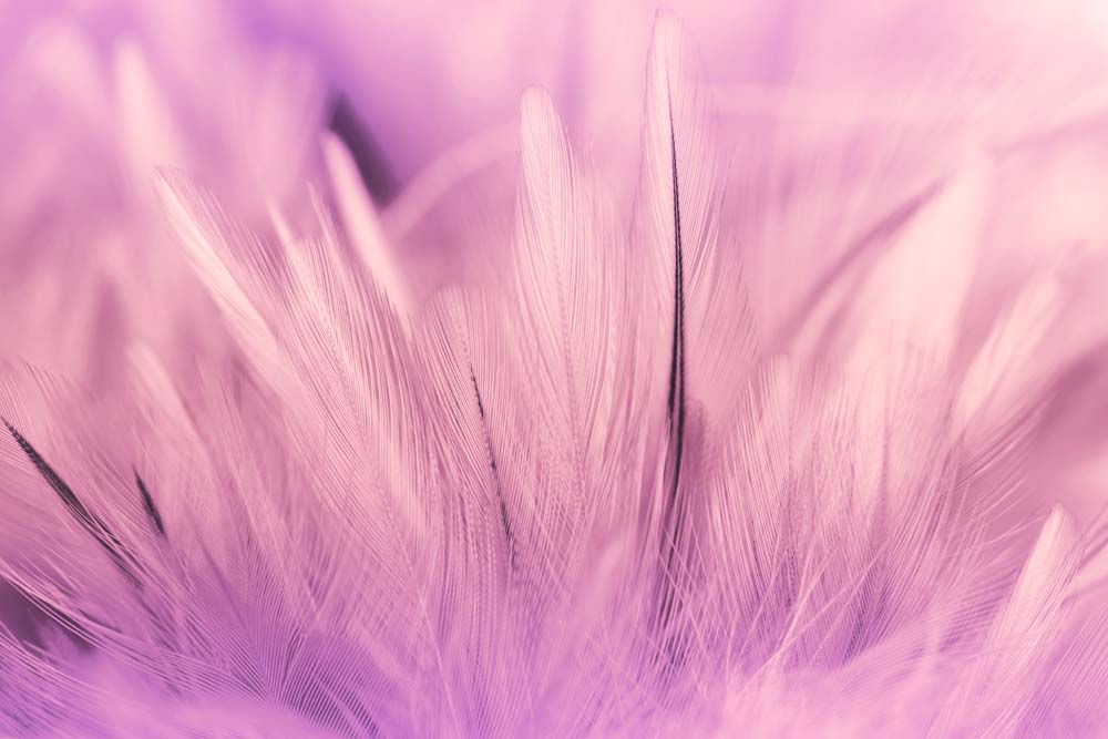 

Фотообои ArtSide Розовые перья (782596306) Штукатурка