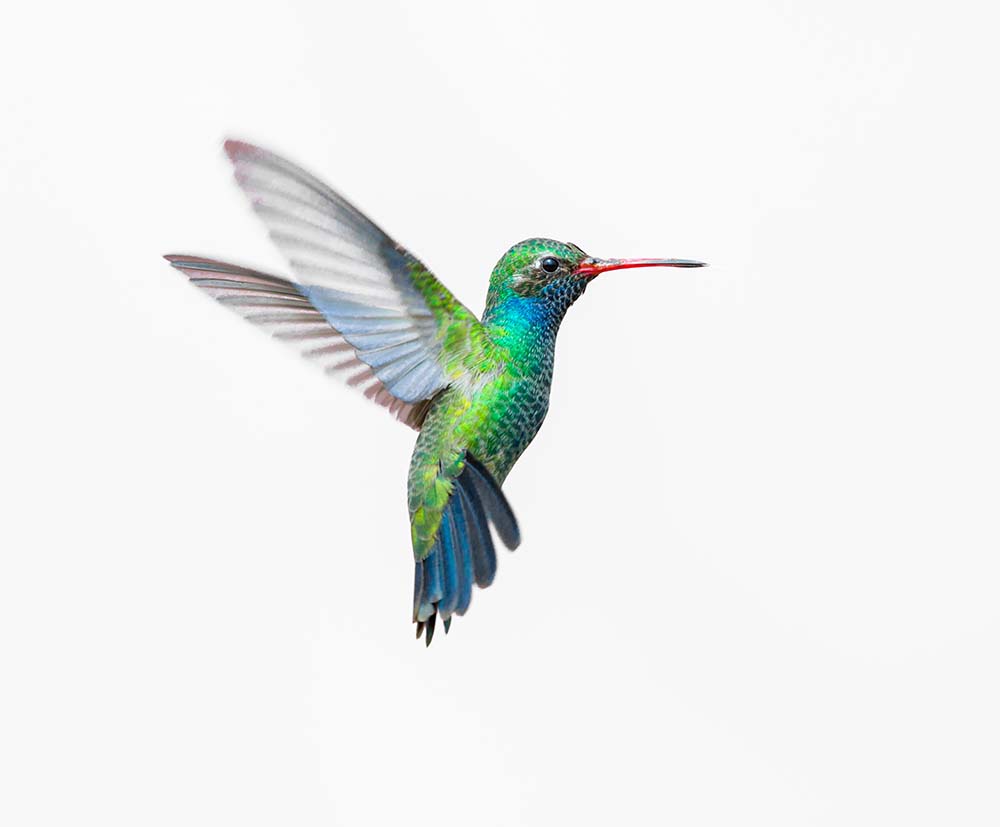 

Фотообои ArtSide Колибри (526559815) Жаккард