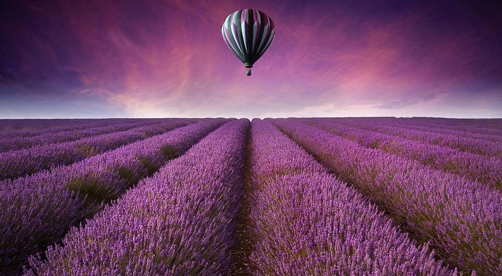 

Фотообои ArtSide Лавандовое поле (113587678) Изморозь
