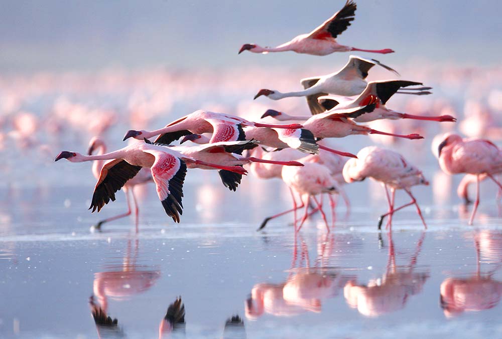 

Фотообои ArtSide Фламинго (11754) Аква