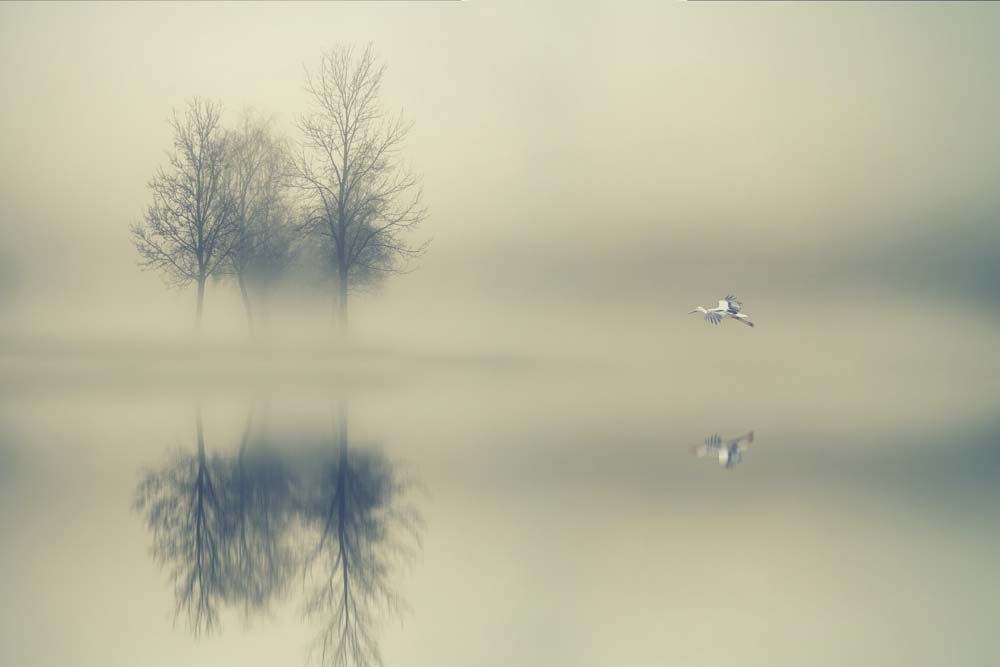 

Фотообои ArtSide Деревья в тумане (211122040) Песок