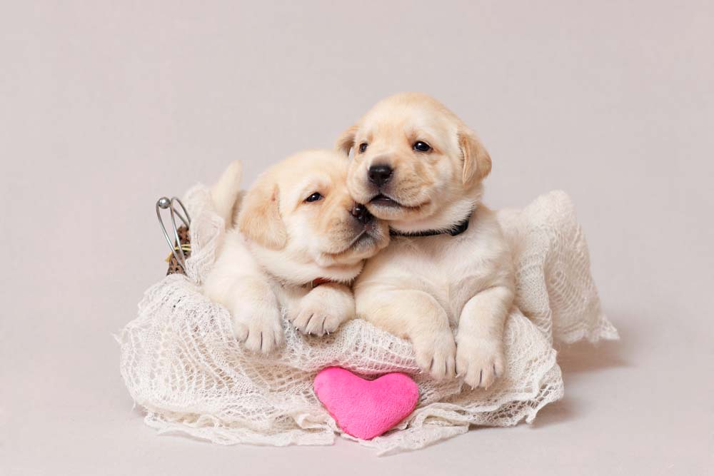 

Фотообои ArtSide Собачки (1492875479) Венеция