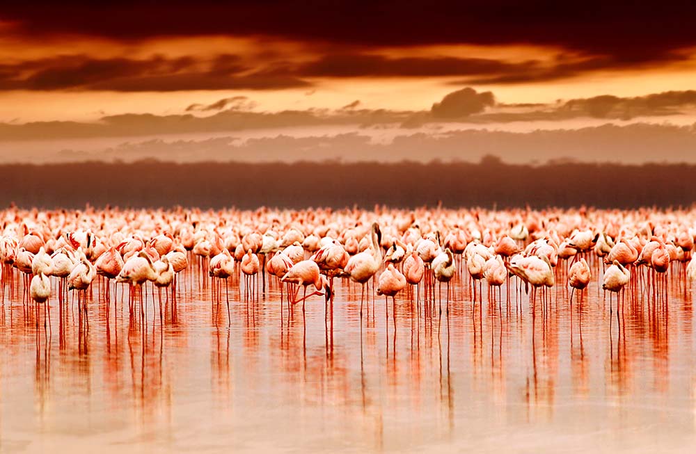 

Фотообои ArtSide Фламинго на озере (8952) Венеция